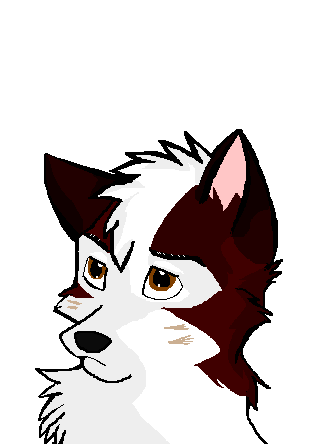 Dingo headshot