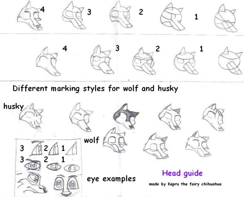 Wolf and husky head guide
