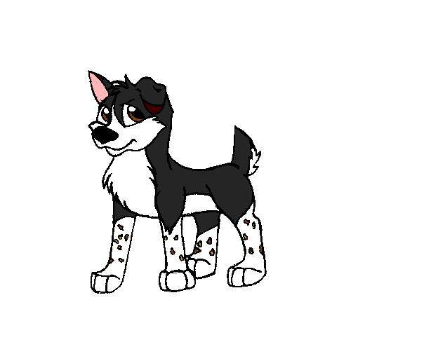 Colmi my dog