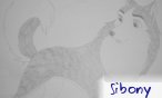 sibony