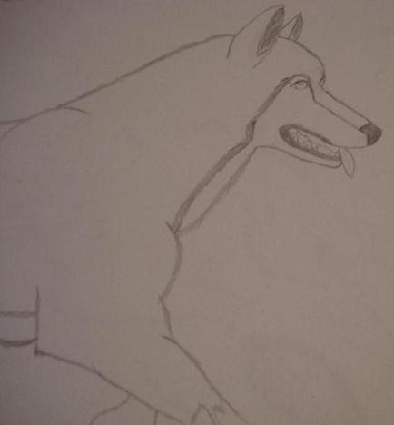 A huskie