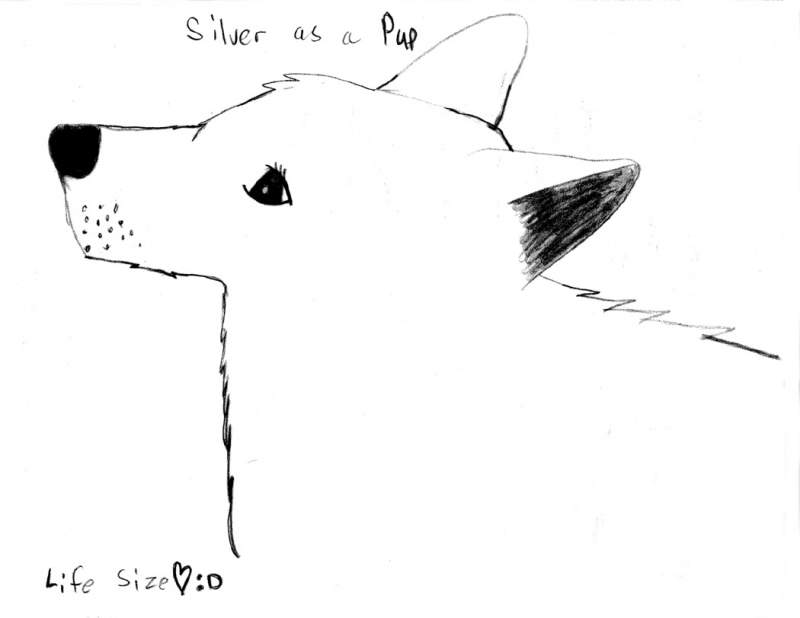 This is Silver!