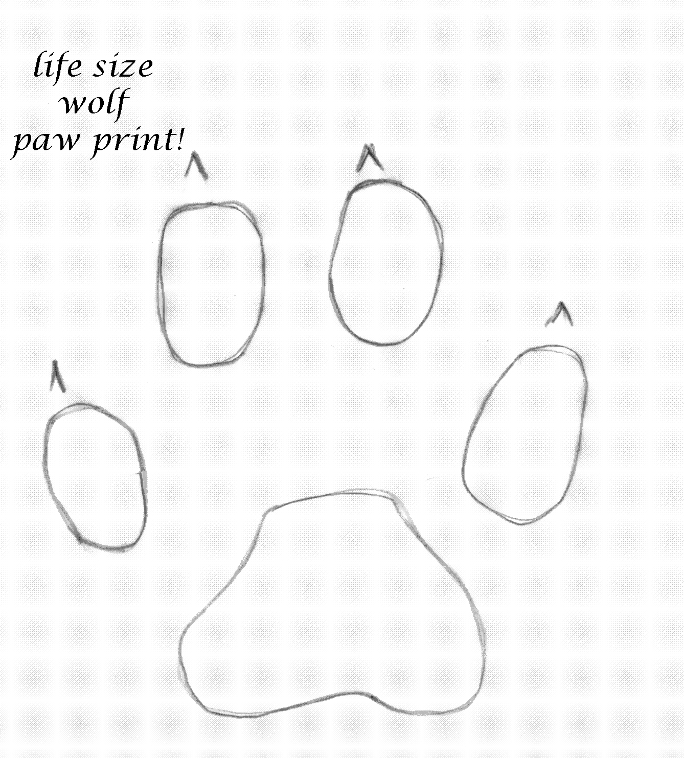 wolf paw print
