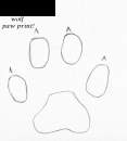 wolf paw print