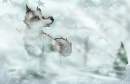 BALTO
