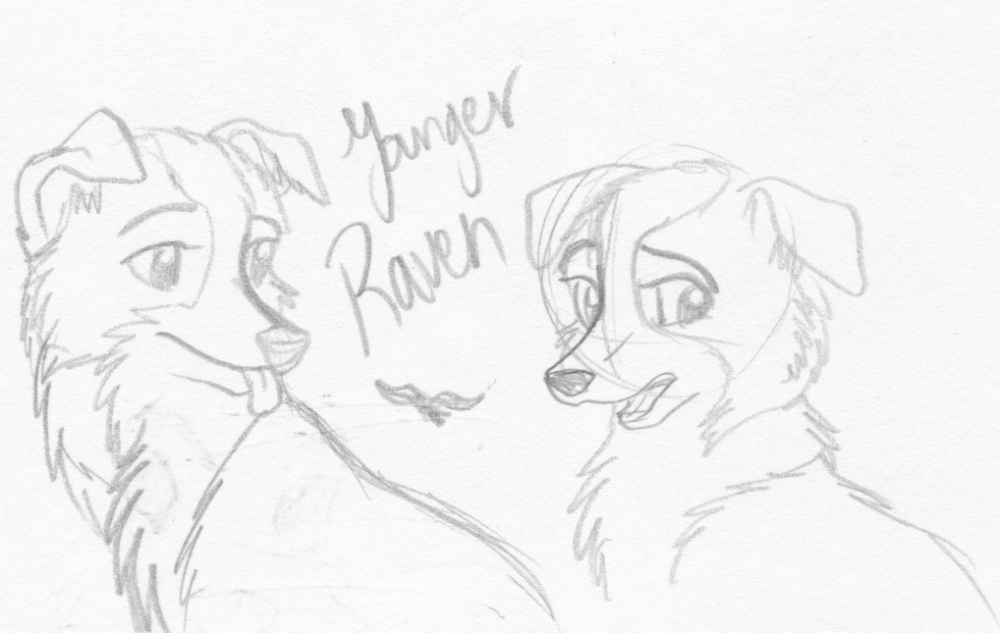 Young Raven
