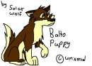 Balto puppy