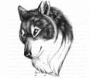 Wolf portrait