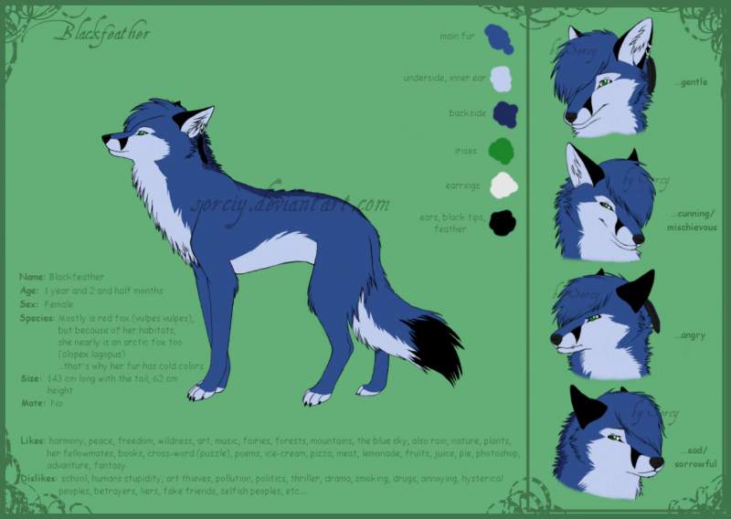 Reference Sheet Blackfeather