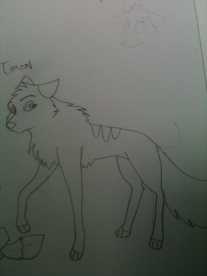Timon as a wolf