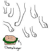Paw Practice