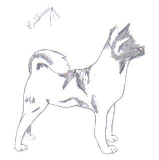 husky/wolf thing