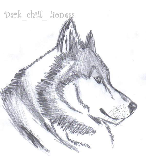 a realistic husky