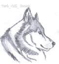 a realistic husky