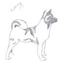 husky/wolf thing