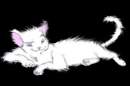 a smug looking cat