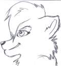 random wolf 