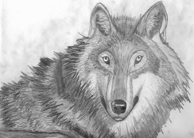 Wolf Drawing 1