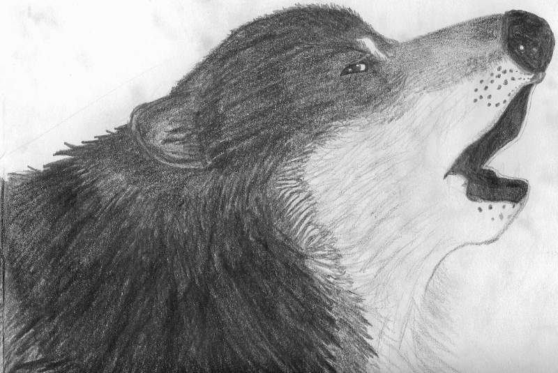 Wolf Drawing 2