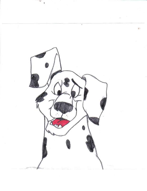 dalmation pup