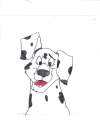 dalmation pup