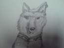 Crappy Pirate Wolf