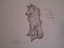 A Doodle