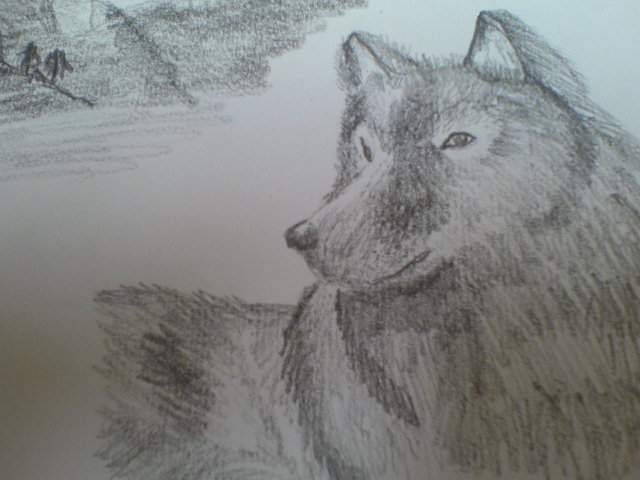 Alpha Wolf