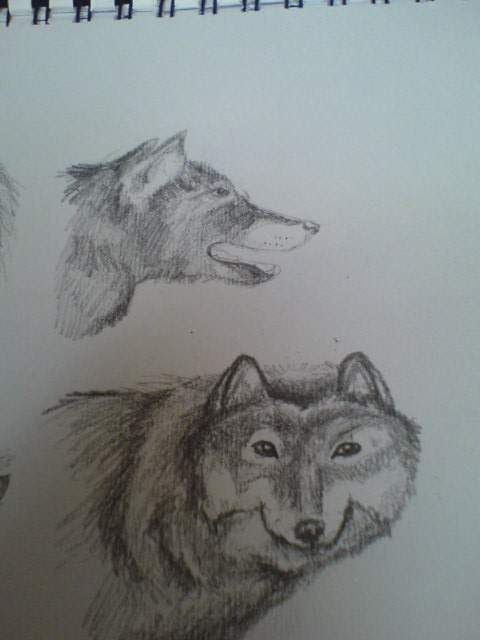 Two Wolves