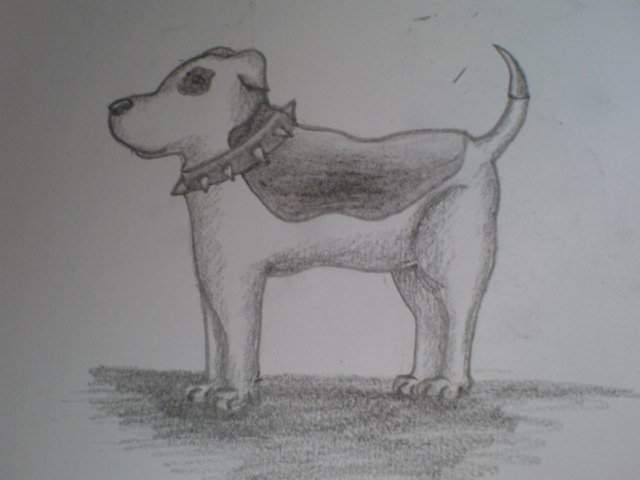 Pit Bull the Staffy