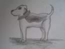 Pit Bull the Staffy
