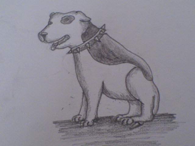 Pit Bull the Staffy