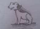 Pit Bull the Staffy