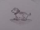Pit Bull the Staffy