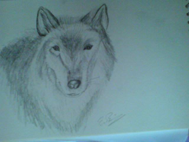 Wolf