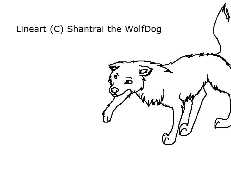 Border Collie Lineart