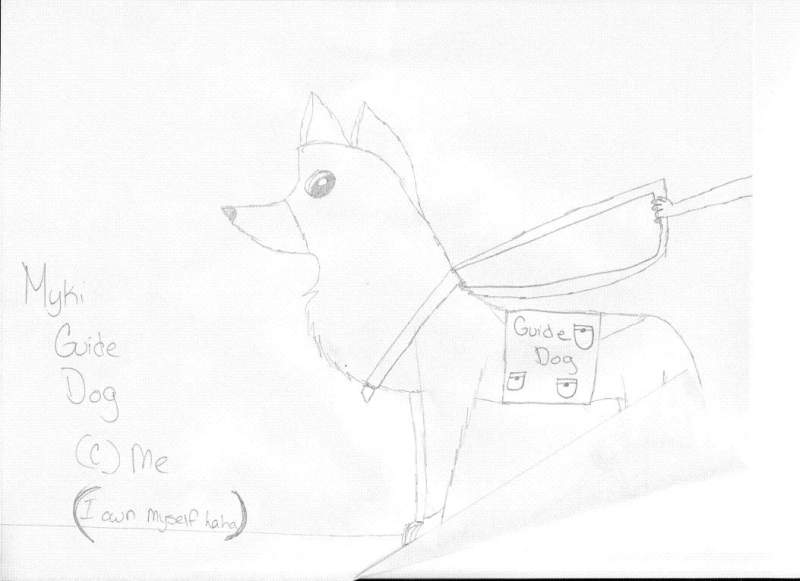 Myki the guide dog