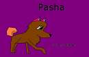 Pasha