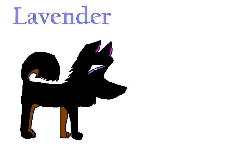 Lavender