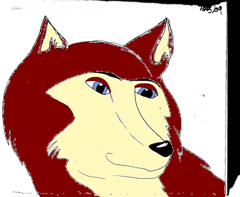 Junco (drawn & computer colored)