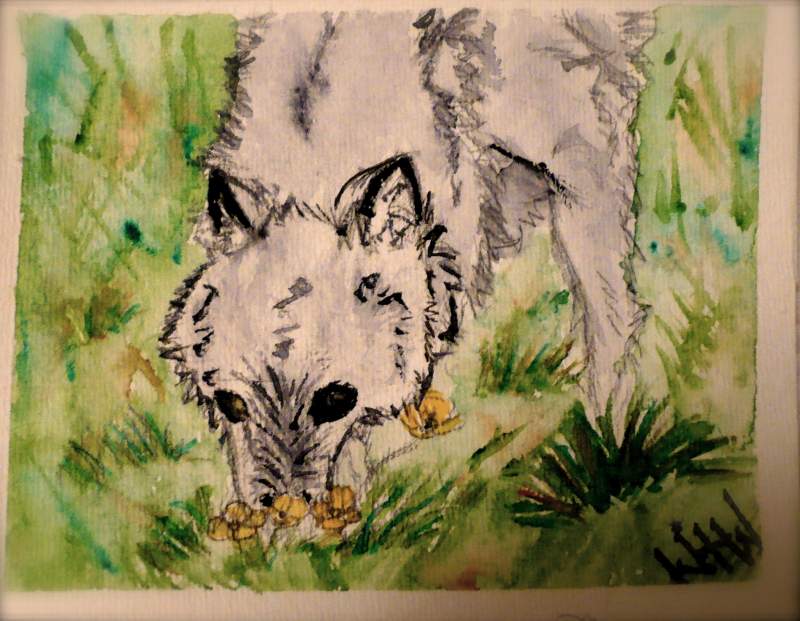 wolf watercolor 