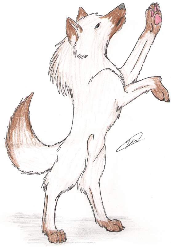 Request Drawing for wolf_fang30