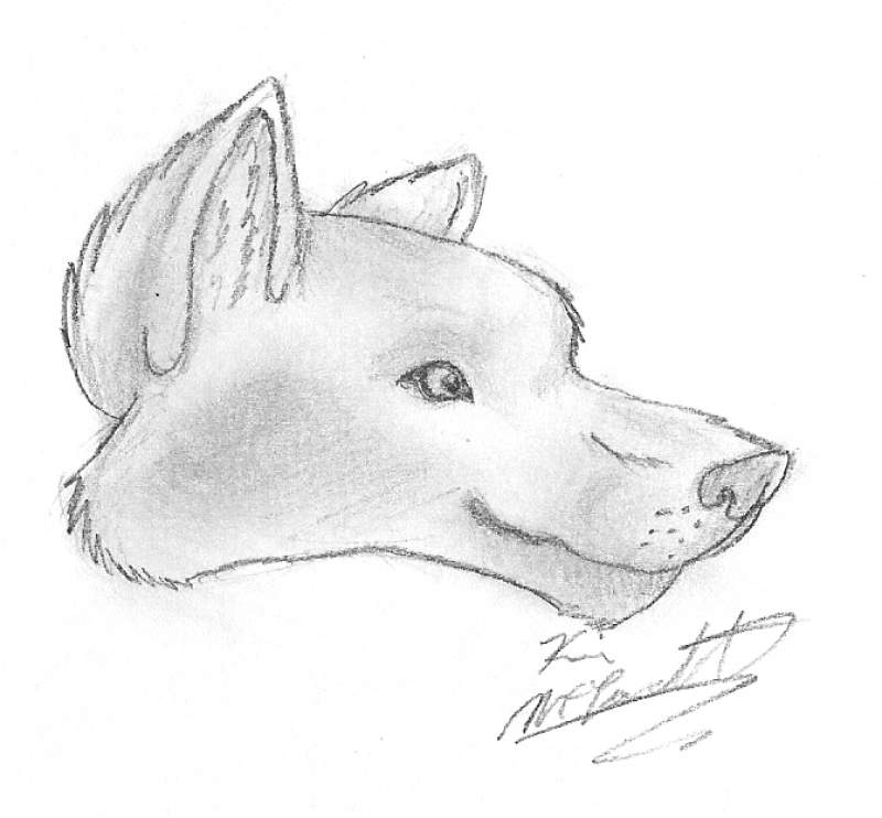wolf head