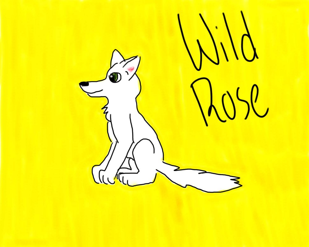 Wild Rose sitting.
