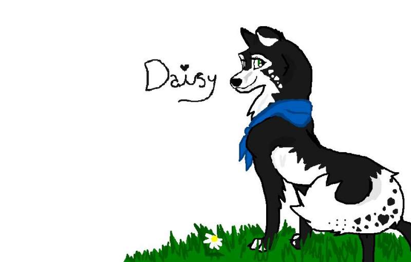 daisy (c) for darw paws for the comptition