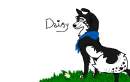 daisy (c) for darw paws for the comptition
