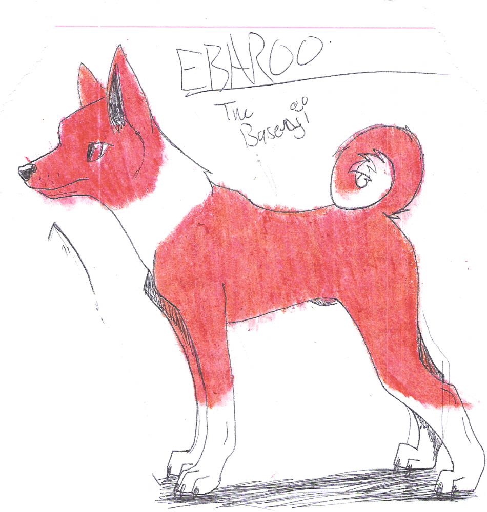 Ebaroo the Basenji