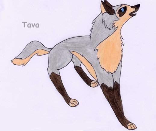 Tava