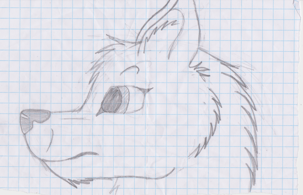 Wolf drawing