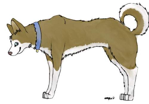 Brown Husky